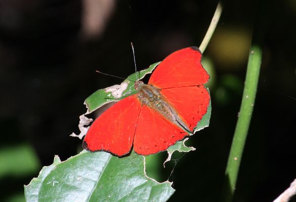 Cymothoe hobarti male UPS
